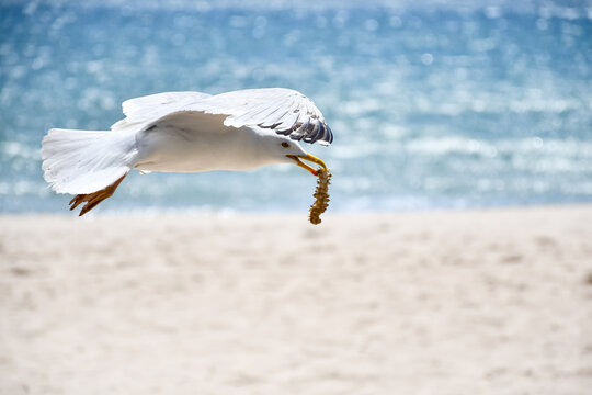 Seagull flies along the beach, carrying its rewards after scavenging  food. Seagulls are real pest on British beaches in summer stealing food from holiday makers.
