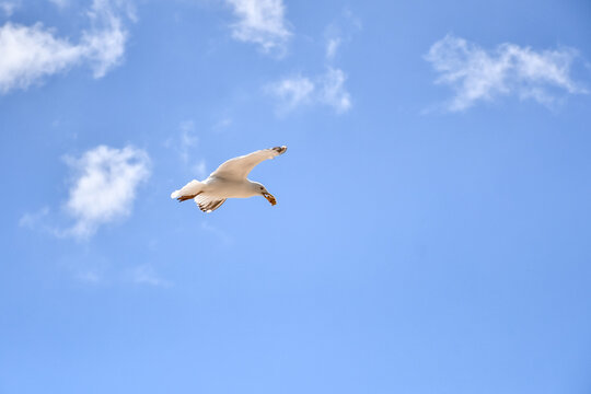 Seagull in flight in a sunny sky in Wales, carrying scavenged food. 