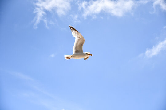 Flying high, large seagull bird carries away food it has scavenged from holiday makers on a summers day at the seaside.Seagulls are infamous for there skills at stealing food from unwary vacationers 