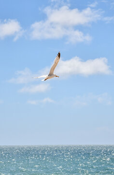 Seagull bird flies high in a blue cloudy sky on a summers day .