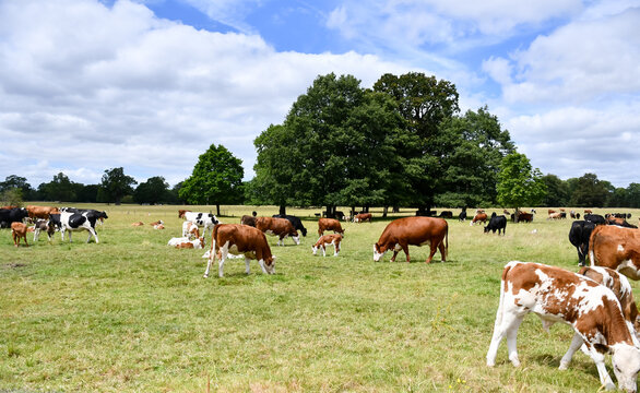 Herd of dairy cattle in Shropshire countryside. Cows and calves grazing together on a summers day. Agriculture is a popular business in England.UK