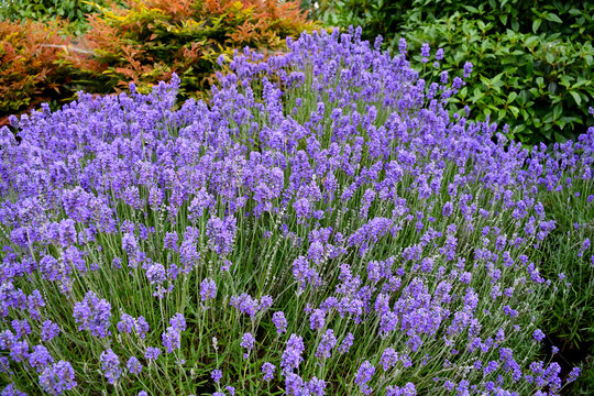 Lavenders  blue, massive lavender bush covered in flowers and beautifully scented, attracting bees and butterflies a great addition to your garden.