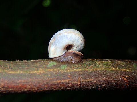 Stunning close-up macro shot showcasing a wild snail moving slowly along a moss-covered branch in a humid jungle environment.