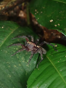 Close-up macro shot of a wild wolf spider on damp soil and fallen leaves, showcasing its distinct eyes and camouflaged body patterns.