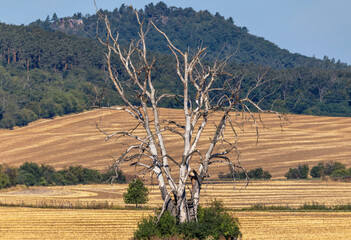 abgestorbener Baum © Karsten