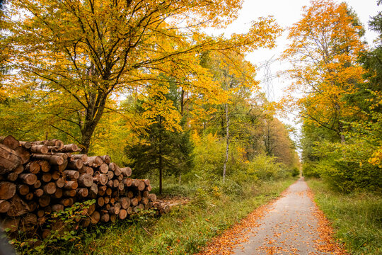 View of a forest path covered in fallen autumn leaves with a large stack of cut logs on the side and vibrant yellow trees in Versoix, Geneva, Switzerland.