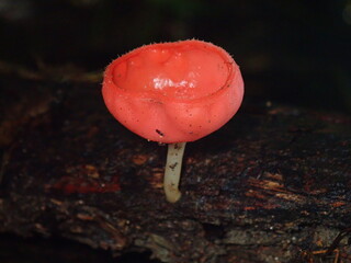 Captivating macro photograph of a champagne cup fungus collecting tiny water droplets inside its cup after rain in a humid tropical jungle. © Amonrat