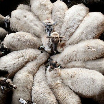 A circle, flowers shape of white sheep at the sheepfold in Bargerveen Drenthe, the Netherlands
