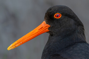 Detailed, close-up profile portrait of a oystercatcher. The plumage on the head of this oystercatcher is deep jet-black. Its facial features provide a striking, vivid color contrast. © KKern
