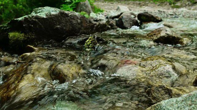 Flowing water over rocks in a natural stream surrounded by greenery