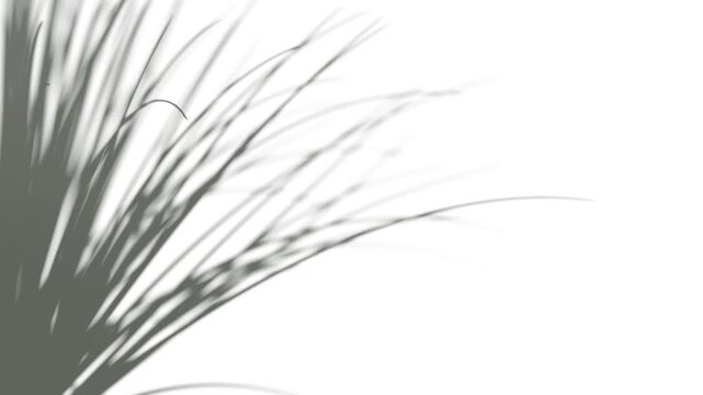 Abstract shadow lemongrass bush on wind background, looped animation, 3d rendering. Grass shadiness swaying silhouette, 4k. Blurred citronella leaf on sun light movement blowing template.