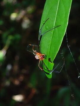 Stunning close-up macro shot of a delicate long-legged spider waiting patiently on its web in a tropical forest ecosystem.