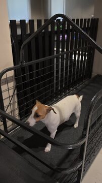 A Jack Russell Terrier runs on a treadmill.