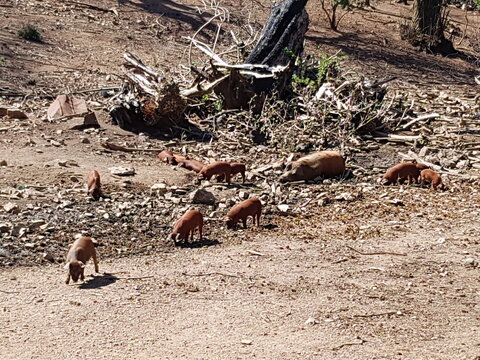 Cochons de Bastelica, Corse