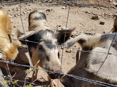 Cochons de Bastelica, Corse
