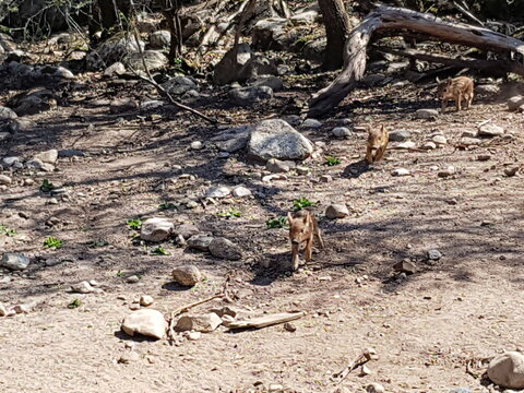 Cochons de Bastelica, Corse