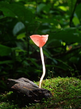 Detailed macro photograph of a wild cup fungus growing on decaying wood in a humid rainforest ecosystem. Ideal for nature lovers and mycology enthusiasts.