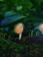 Detailed macro photograph of a hairy cup fungus (Cookeina tricholoma) with fine hair details blooming on decaying wood in a humid rainforest. Ideal for nature lovers and mycology fans. © Amonrat