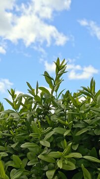 Fresh green foliage over clear sky background. Natural vertical background with copy space ideal for summer sales, ecology ads, or inspirational quotes, eco friendly brands and wellness content.