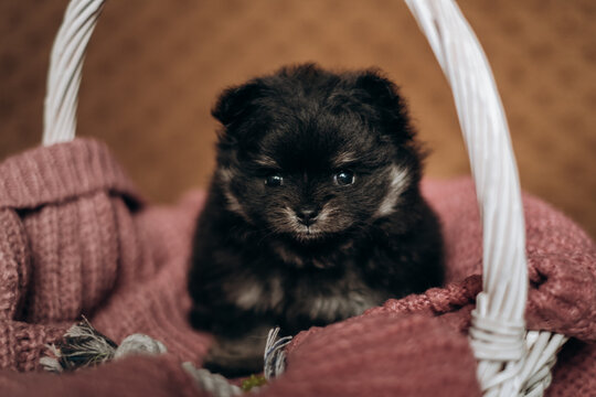 Cute fluffy black pomeranian spitz puppy sitting in wicker basket. Cozy newborn pet care lifestyle portrait.