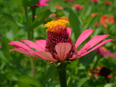 Detailed macro photograph of a vibrant pink four o'clock flower (Mirabilis jalapa) blooming gracefully in a tropical garden. Ideal for nature lovers and botanical print designs.