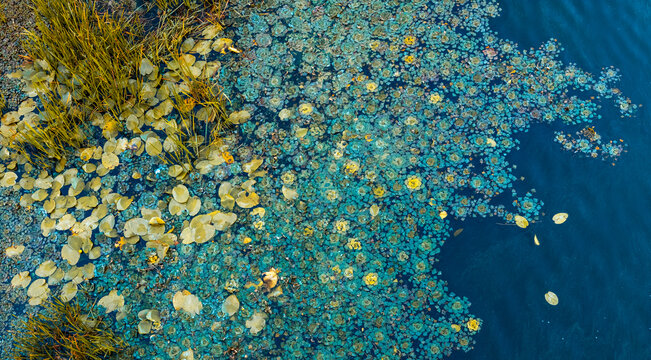 Aerial View of Mixed Yellow and Green Floating Plants on Blue Water