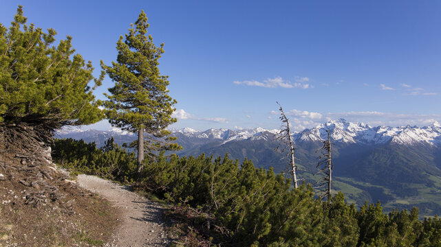 View of Stoderzinken mountain trail surrounded by pine trees and alpine vegetation with snow-capped peaks in the background under a clear blue sky in Grobming, Steiermark, Austria.