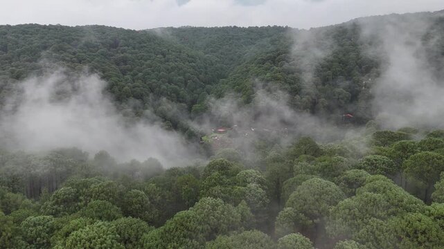 neblina en el bosque en verano en Mazamitla Jalisco M&eacute;xico 