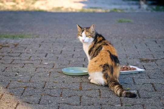 Homeless cat eating food on the backyard. Horizontal image.