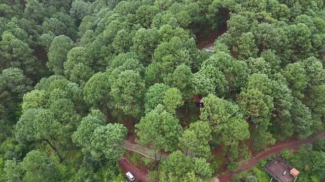 Dron vista del bosque, pinos, &aacute;rboles y caba&ntilde;as en Mazamitla Jalisco M&eacute;xico 