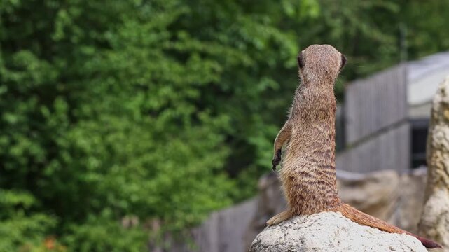 Meerkat, Suricata suricatta sitting on a stone and looking into the distance