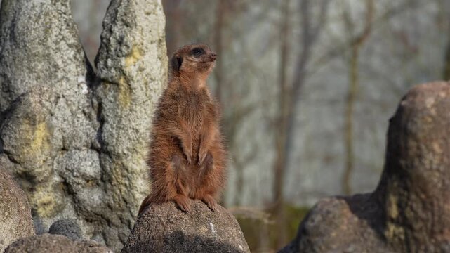 Meerkat, Suricata suricatta sitting on a stone and looking into the distance