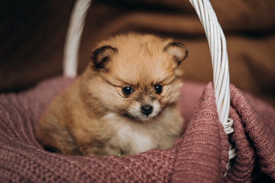 Cute fluffy brown pomeranian spitz puppy sitting in wicker basket. Cozy newborn pet care lifestyle portrait.