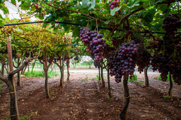 Grapevines with ripe purple grapes hanging in vineyard rows   © Elena