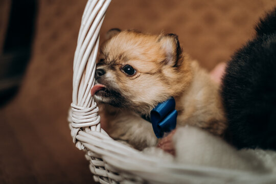 Cute fluffy brown pomeranian spitz puppy wearing blue bow tie in basket. Cozy newborn pet lifestyle portrait.
