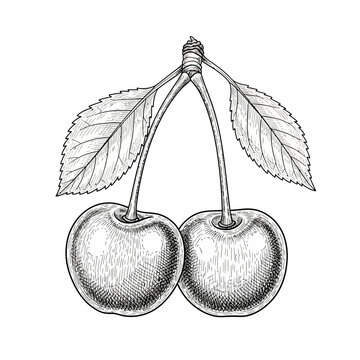 Vintage hand-drawn botanical sketch of two ripe cherries with leaves on a white background, detailed engraving ink illustration