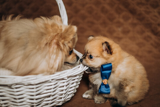 A sweet, fluffy Pomeranian puppy nibbles on a basket and looks up at its mother. A cozy, lifestyle portrait of a newborn pet.