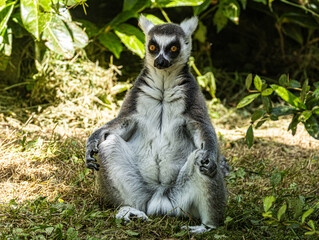 Naklejka premium Ring-tailed Lemur (Maki catta)