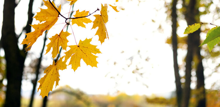 Yellow maple autumn leaves hanging from branch against forest silhouettes