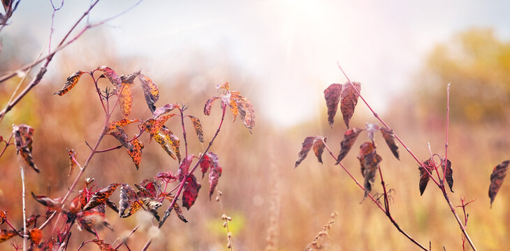 Dry maroon plant leaves on thin branches in sunny autumn field
