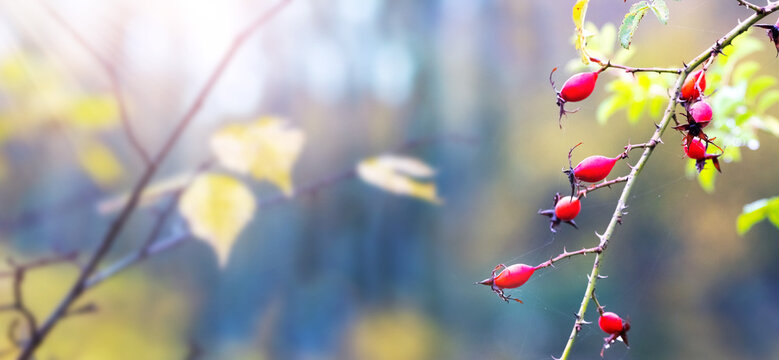 Ripe red rosehip berries on thorny branch in sunny autumn forest