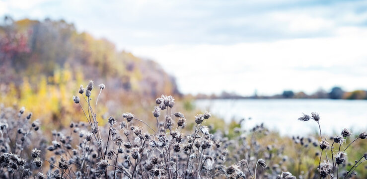 Dry plant stems with seeds near lake against autumn forest background