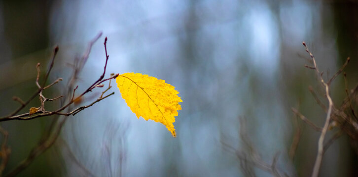 Single yellow birch leaf on branch among blurred forest background
