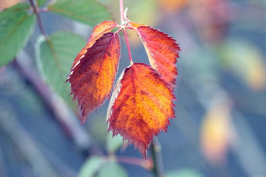Red orange bramble leaves on branch among green autumn background
