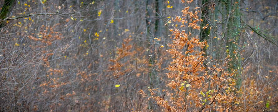 Young tree with orange leaves among bare branches late autumn forest