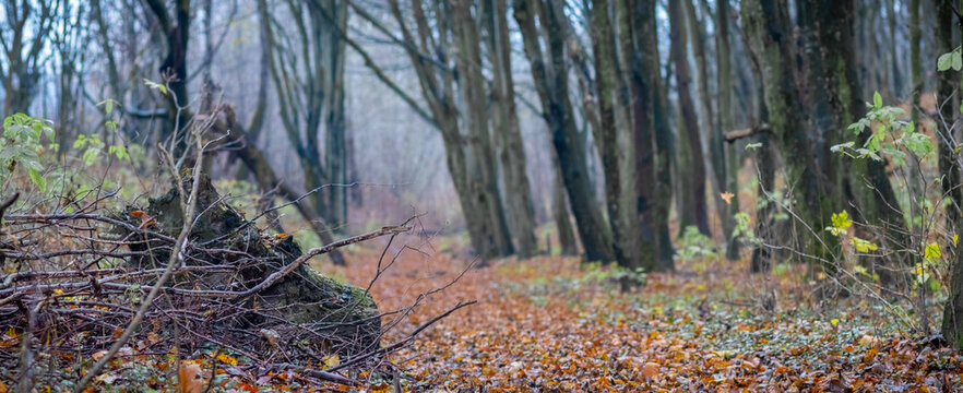 Gloomy path among bare trees covered with fallen leaves late autumn