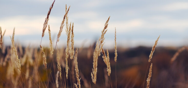 Dry field grass stems swaying against blue sky autumn