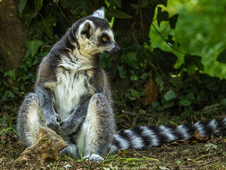 Naklejka premium Ring-tailed Lemur (Maki catta)