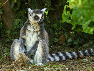 Naklejka premium Ring-tailed Lemur (Maki catta)