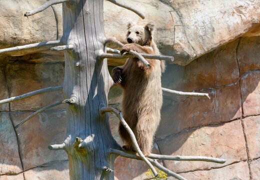 Himalayan brown bear (Ursus arctos isabellinus)
